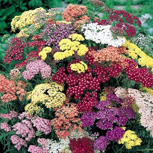 Achillea Colorado - ACHILLEA