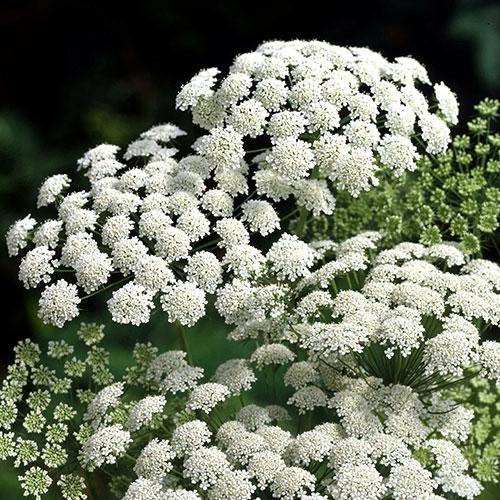 Ammi Majus - AMMI MAJUS