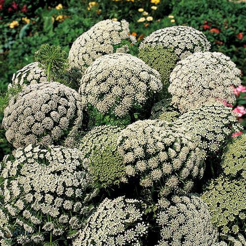 Ammi Visnaga - AMMI VISNAGA