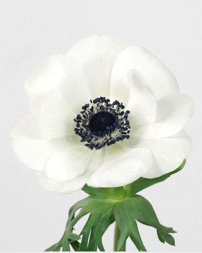 White with black center Galilée Anemone - ANEMONA CORONARIA