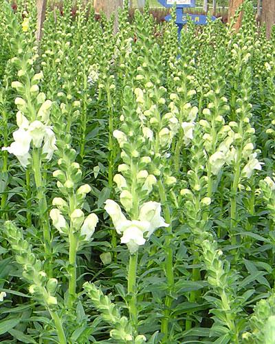 White Balzac Snapdragon - ANTIRRHINUM MAJUS