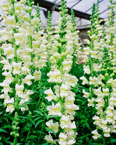 White Racine Snapdragon - ANTIRRHINUM MAJUS