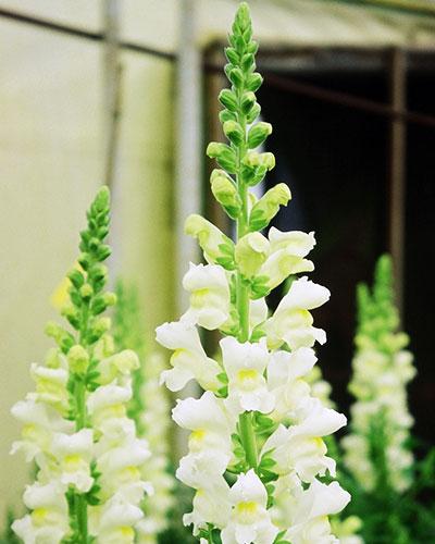White Bossuet Snapdragon - ANTIRRHINUM MAJUS