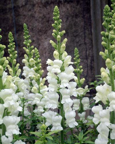 White Corneille Snapdragon - ANTIRRHINUM MAJUS