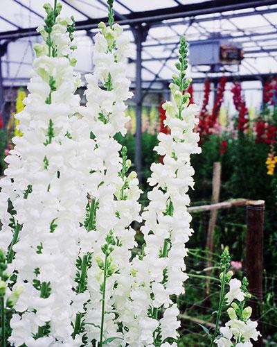 White Mistral Snapdragon - ANTIRRHINUM MAJUS