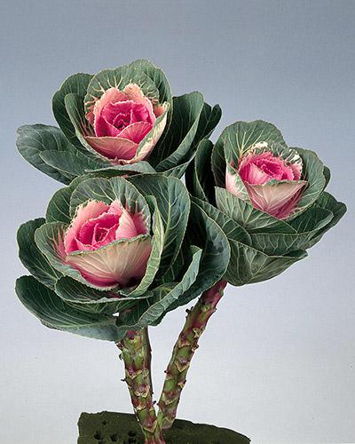 Sunred F1 Ornamental Cabbage - BRASSICA OLERACEA