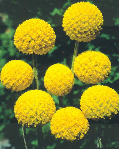 Craspedia Globosa Seed - CRASPEDIA GLOBOSA