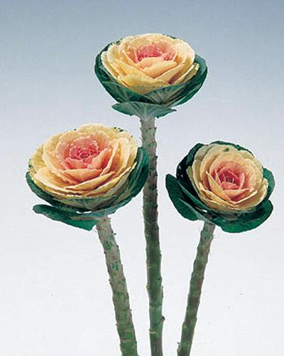 White Crane Ornamental Cabbage - BRASSICA OLERACEA