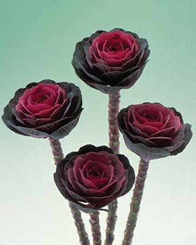Red Crane Ornamental Cabbage - BRASSICA OLERACEA