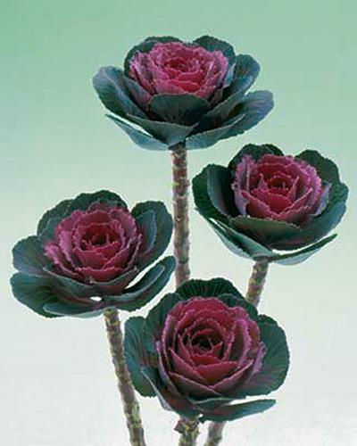 Rose Crane Ornamental Cabbage - BRASSICA OLERACEA
