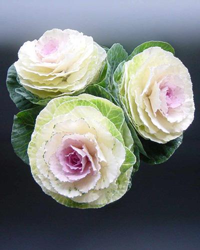 Bicolor Crane Ornamental Cabbage - BRASSICA OLERACEA
