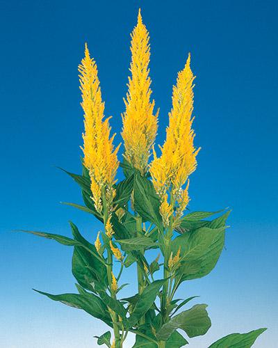 Yellow Century Celosia - CELOSIA PLUMOSA