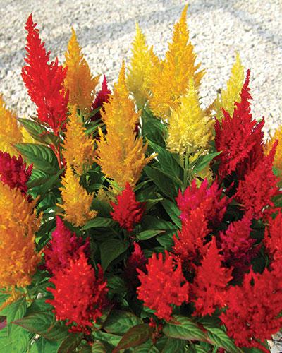 Mixed Century Celosia - CELOSIA PLUMOSA