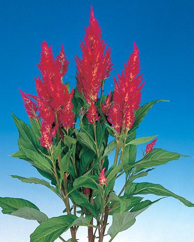Rose Century Celosia - CELOSIA PLUMOSA