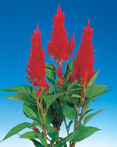 Scarlet Century Celosia - CELOSIA PLUMOSA