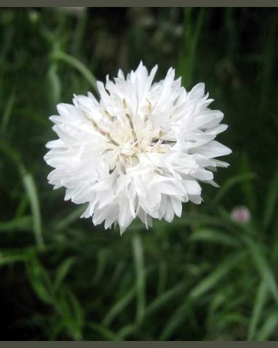 White Centaurea Cyanus