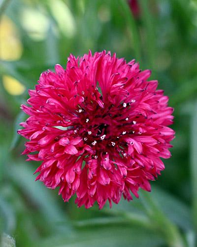 Red Centaurea Cyanus