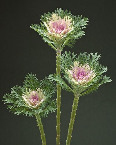Feather King Ornamental Cabbage - BRASSICA OLERACEA