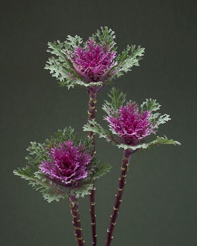 Feather Queen Ornamental Cabbage - BRASSICA OLERACEA