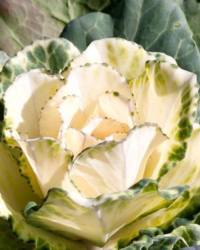 Early white Condor Ornamental Cabbage - BRASSICA OLERACEA