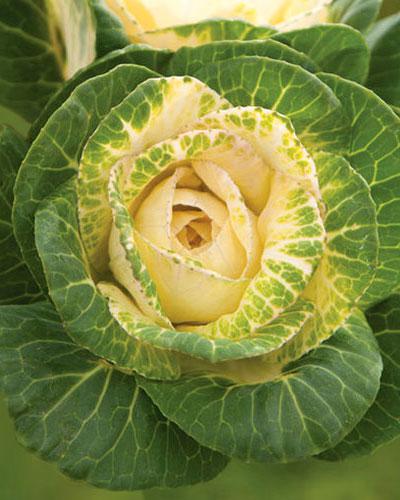 Pure white Condor Ornamental Cabbage - BRASSICA OLERACEA