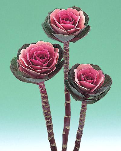 Pink Crane Ornamental Cabbage - BRASSICA OLERACEA