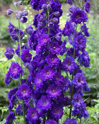 Purple Candle F1 Delphinium - DELPHINIUM X CULTORUM