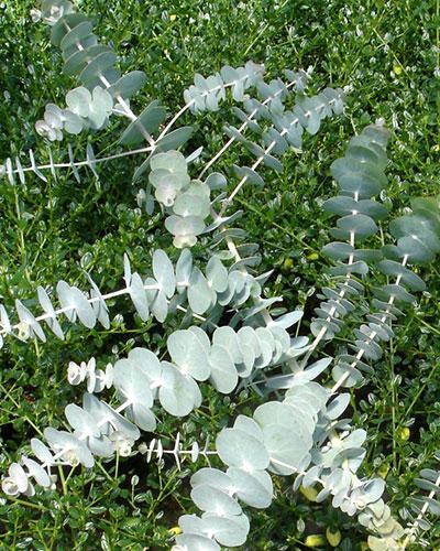 Baby Blue Eucalyptus - EUCALYPTUS