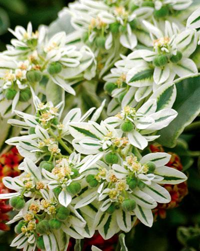 Variegata Euphorbe - Euphorbia