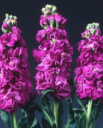 Purple Giroflée Stock - MATTHIOLA INCANA