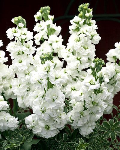 White Canetto 95% Double Early Stock - MATTHIOLA INCANA