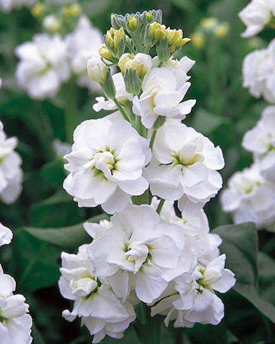 White Maria 95% Double Early Stock - MATTHIOLA INCANA