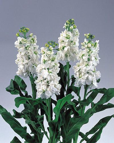 White Noble 95% Double Early Stock - MATTHIOLA INCANA