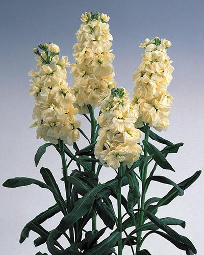 Cream/Yellow Noble 95% Double Early Stock - MATTHIOLA INCANA