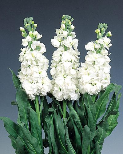 White Pascale 95% Double Early Stock - MATTHIOLA INCANA