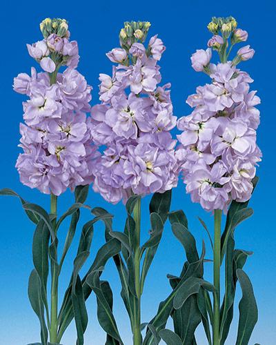 Deep Lavender Vivas Stock - MATTHIOLA INCANA