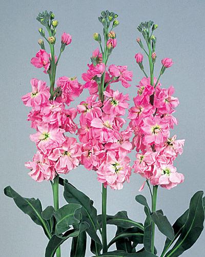 Light Pink Vivas Stock- MATTHIOLA INCANA