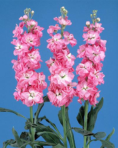 Salmon Pink Vivas Stock - MATTHIOLA INCANA