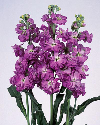 Blue Vivas Stock - MATTHIOLA INCANA
