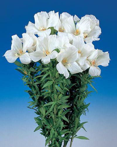 White Grace Godetia - GODETIA AMOENA