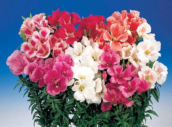 Mixed Grace Godetia - GODETIA AMOENA