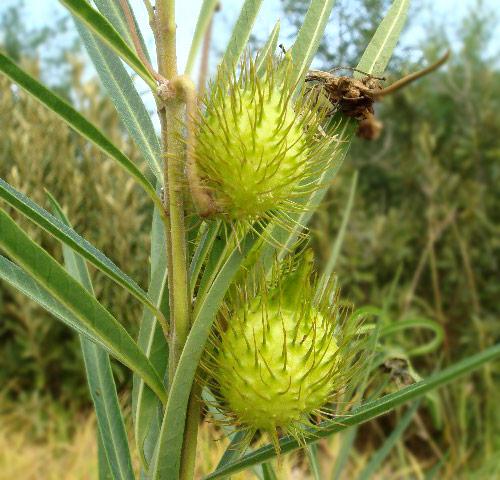Fruticosus Gomphocarpus seed