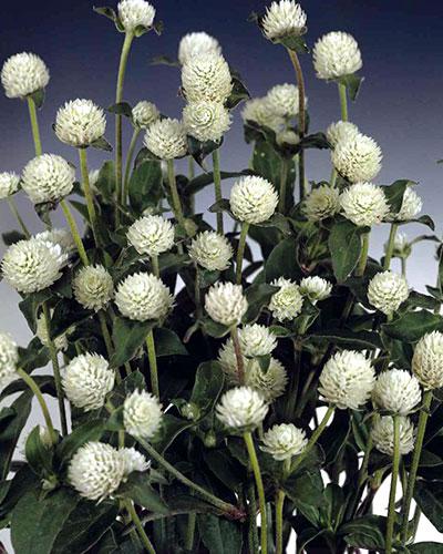 White Globosa Gomphrena - GOMPHRENA GLOBOSA