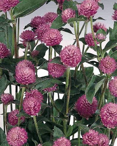 Lilac Globosa Gomphrena - GOMPHRENA GLOBOSA