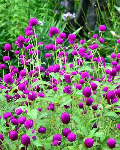 Purple Globosa Gomphrena - GOMPHRENA GLOBOSA