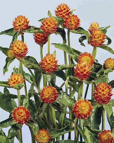 Orange Haageana Gomphrena - GOMPHRENA HAAGEANNA