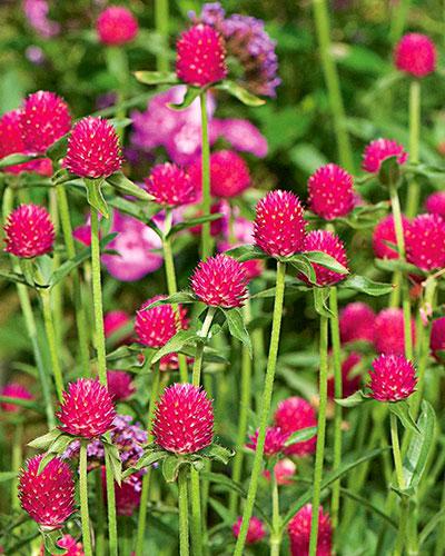 Carmine Haageana Gomphrena - GOMPHRENA HAAGEANNA