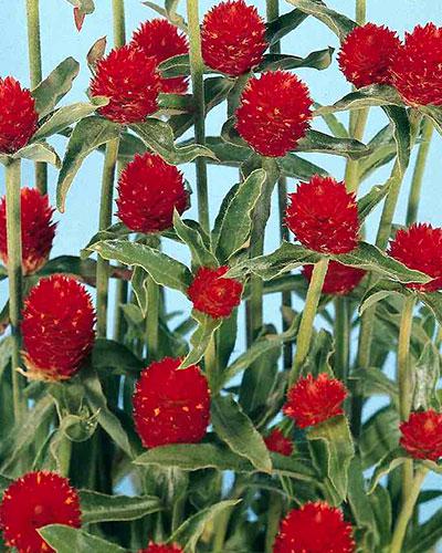 Red Haageana Gomphrena - GOMPHRENA HAAGEANNA