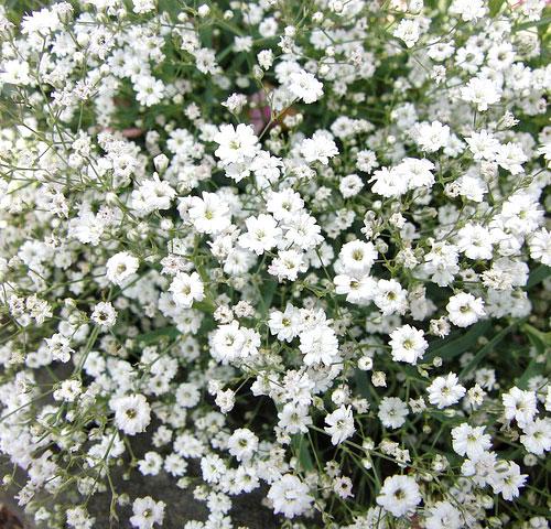 White Gysophile Annual - GYPSOPHILA ELEGANS