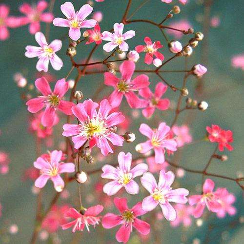 Carmine Red Gysophile Annual - GYPSOPHILA ELEGANS